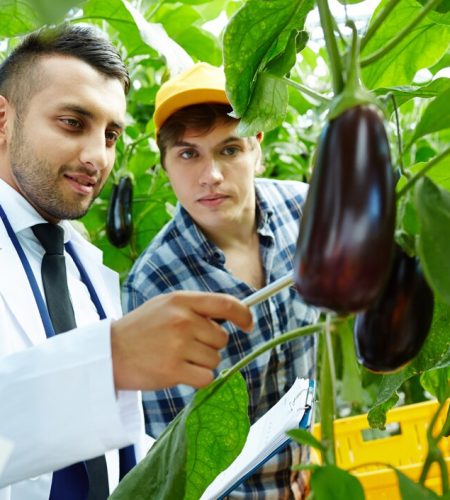 showing-eggplants_1098-14786